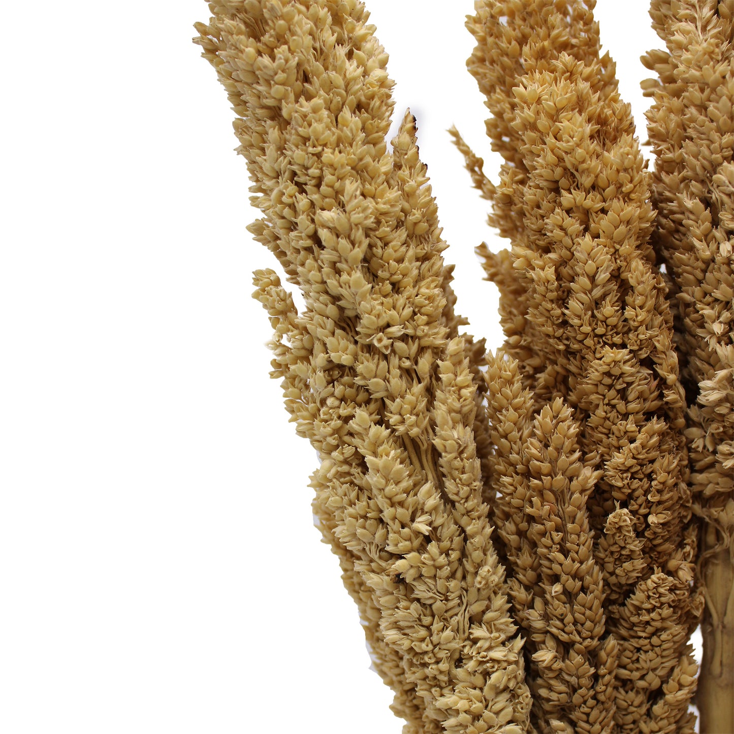 Cantal Grass Bunch Natural