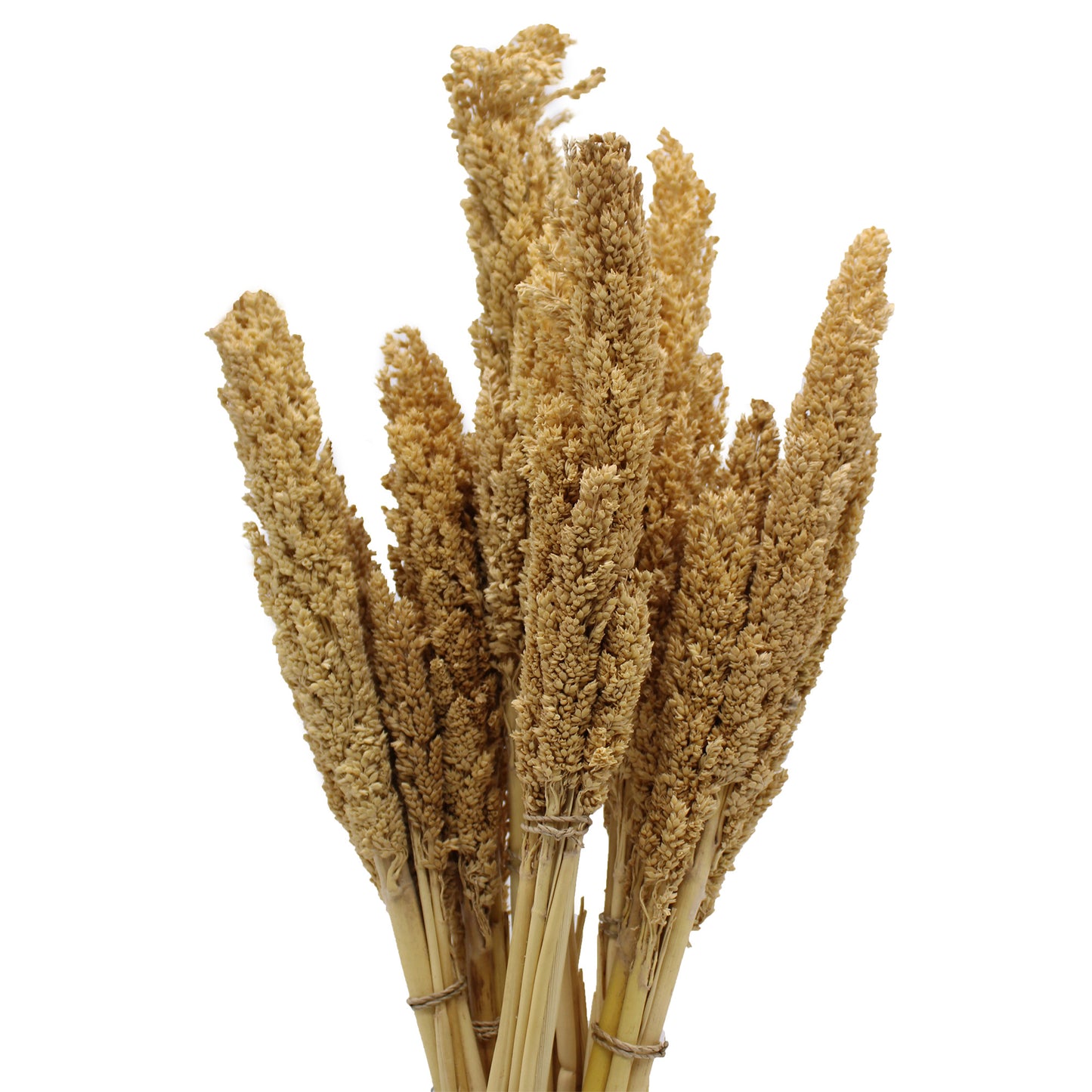 Cantal Grass Bunch Natural