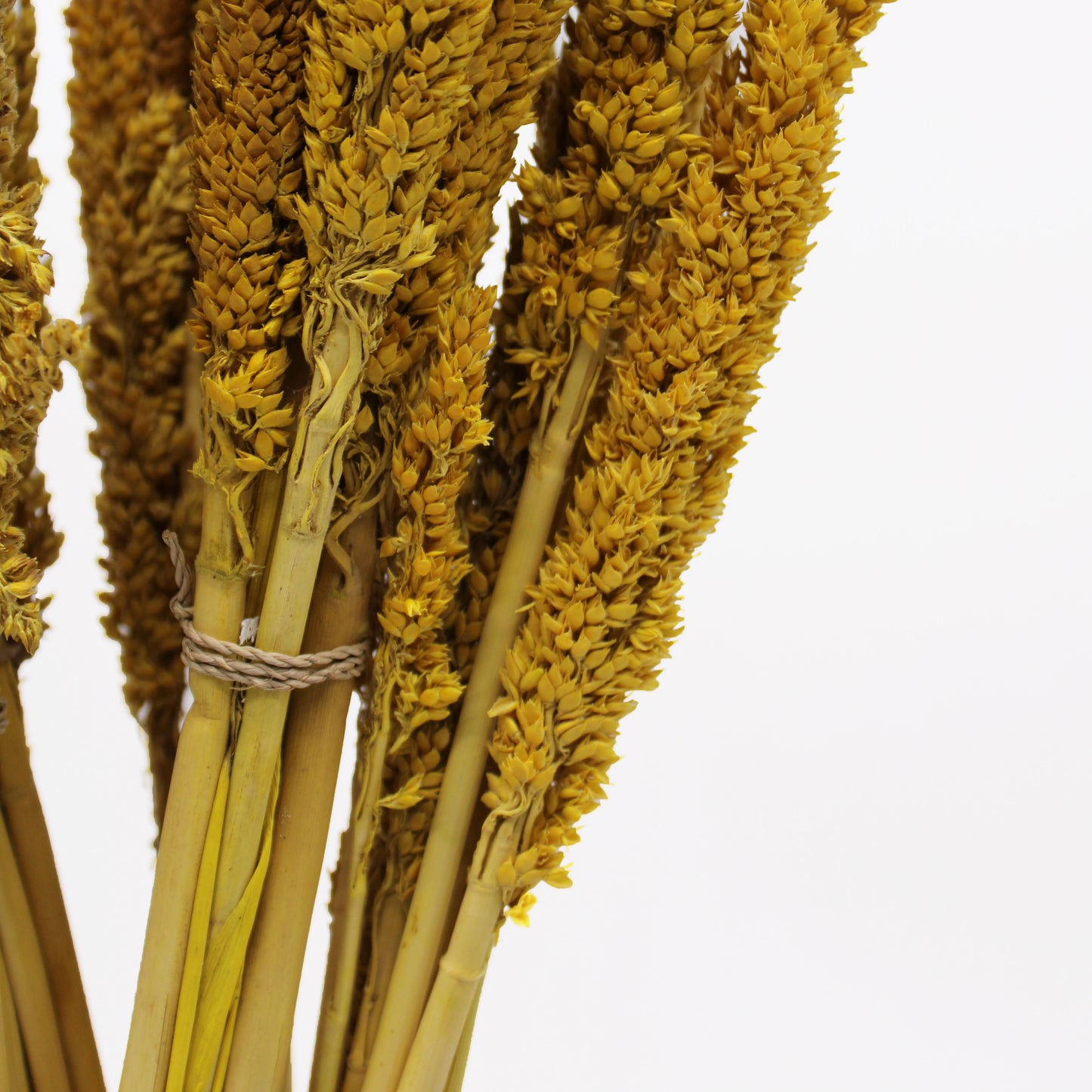 Cantal Grass Bunch Amber