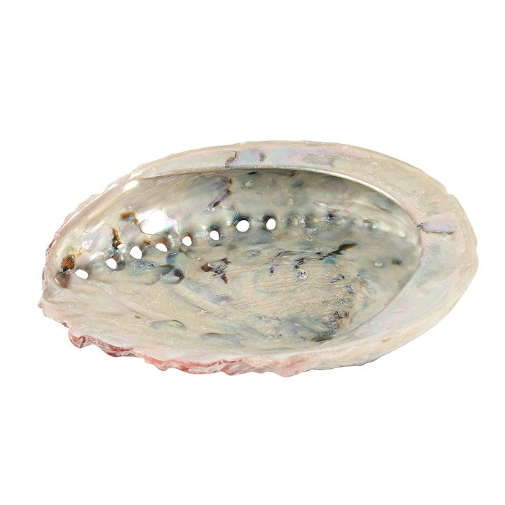 Large Abalone Shell